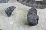 Devonian Ammonite (Anetoceras) With Trilobite Heads #92731-2